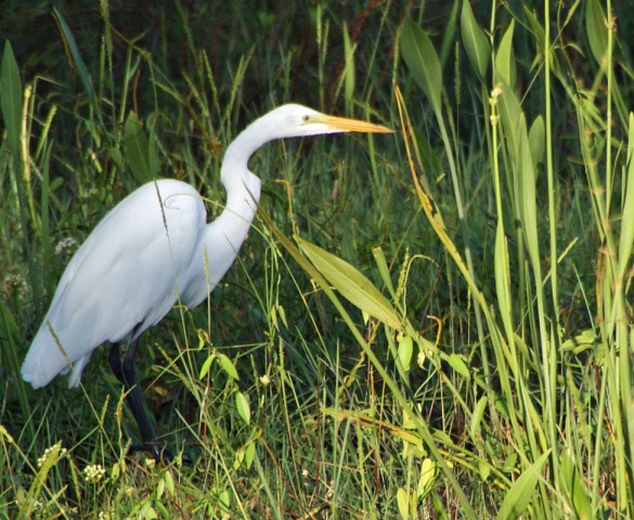 Town of Big Cypress